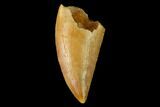 Serrated, Raptor Tooth - Real Dinosaur Tooth #160018-1